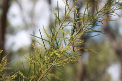 Acacia linifolia