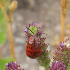 Alagoasa vigintiseptemmaculata