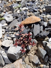 Epilobium melanocaulon