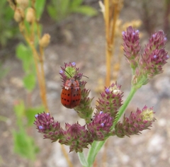 Alagoasa vigintiseptemmaculata