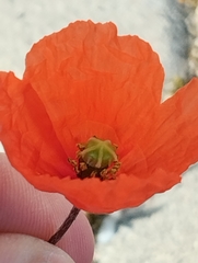Papaver dubium