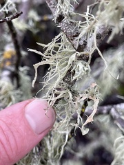 Ramalina subleptocarpha