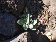 Cycladenia humilis