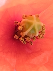 Papaver dubium