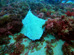 Squatina australis
