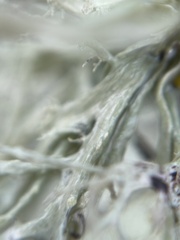 Ramalina subleptocarpha