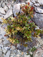 Gaultheria crassa