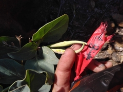 Cycladenia humilis