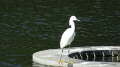 Egretta thula