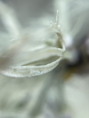 Ramalina subleptocarpha