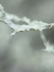 Ramalina subleptocarpha