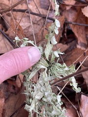 Ramalina leptocarpha