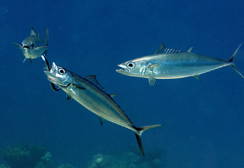 Double-lined mackerel (Grammatorcynus bilineatus) — Scombridae