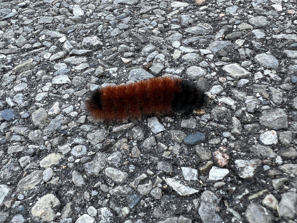 Isabella Tiger Moth in November 2022 by Jessee J. Smith · iNaturalist