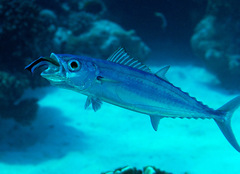 Double-Lined Mackerel photo 2