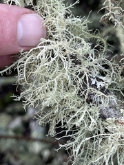 Usnea intermedia