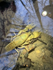 Cambarus striatus