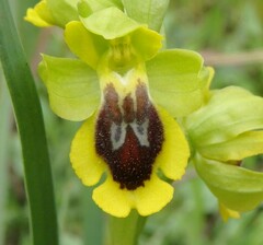 Ophrys lutea