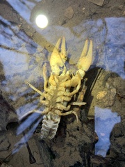 Cambarus striatus