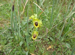 Ophrys lutea