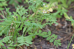 Polemonium pulcherrimum delicatum