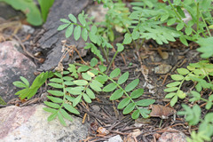 Polemonium pulcherrimum delicatum