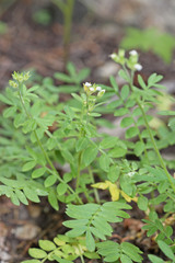 Polemonium pulcherrimum delicatum