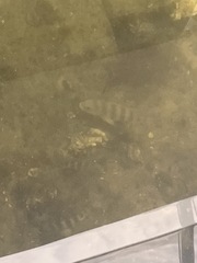 Archosargus probatocephalus