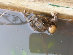 Incilius coccifer