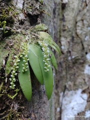 Ornithocephalus bicornis