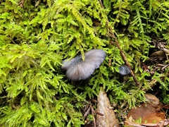 Entoloma serrulatum