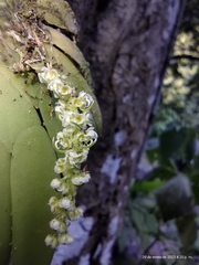 Ornithocephalus bicornis