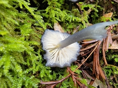 Entoloma serrulatum