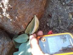 Cycladenia humilis