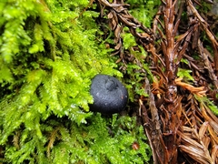 Entoloma serrulatum