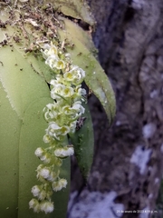 Ornithocephalus bicornis