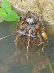 Amblyomma rotundatum