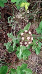 Oxypetalum arnottianum