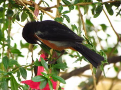 Diglossa brunneiventris