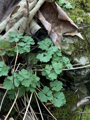 Aquilegia canadensis