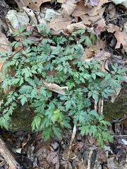 Phacelia bipinnatifida