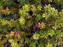 Podocarpus nivalis