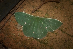 Prasinocyma iosticta