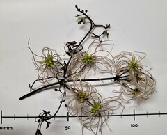 Clematis marata