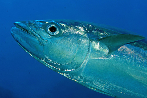 Dogtooth tuna (Gymnosarda unicolor) — Scombridae — 4