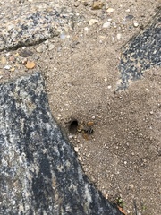 Dasypoda hirtipes