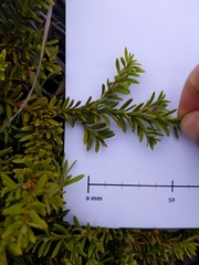 Podocarpus nivalis