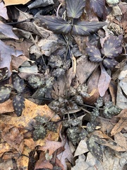 Phacelia bipinnatifida