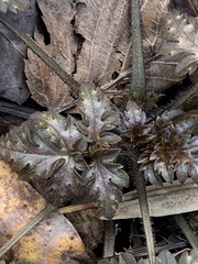 Phacelia bipinnatifida