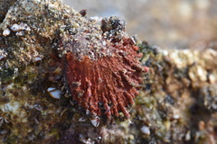 Spondylus